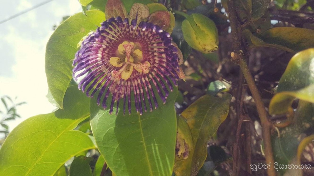 Passiflora maliformis L.